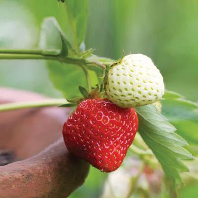 (Everbearing Strawberry) Fragaria x ananassa Estavana from Swift Greenhouses