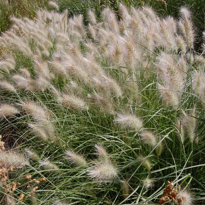 Pennisetum Villosum Grass Annual - Fluffy from Swift Greenhouses