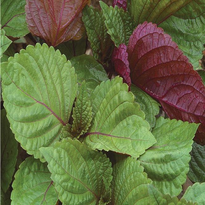 Perilla frutescens Herb Annual - Perilla Shiso Britton from Swift Greenhouses
