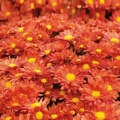 (Garden Mum) PP # 27,001 Chrysanthemum dendranthema Igloo Pumpkin from Swift Greenhouses