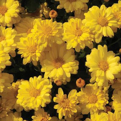 (Garden Mum) PP # 26,668 Chrysanthemum dendranthema Igloo Sizzling from Swift Greenhouses