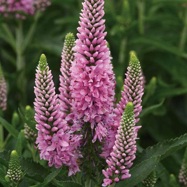 (Speedwell) PP # 34,890 Veronica longifolia Skyward™ Pink from Swift Greenhouses