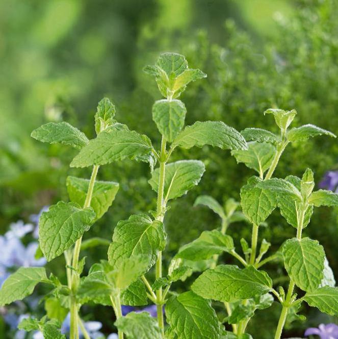 Mentha spicata citrata Herb Perennial - Mint Strawberry from Swift Greenhouses