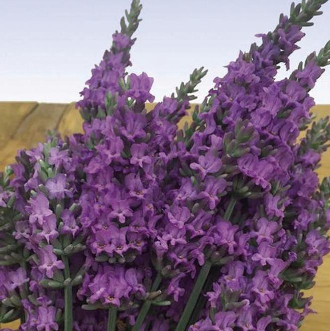 English Lavender PP # 31,786 Herb Perennial - Lavender Sensational!® from Swift Greenhouses