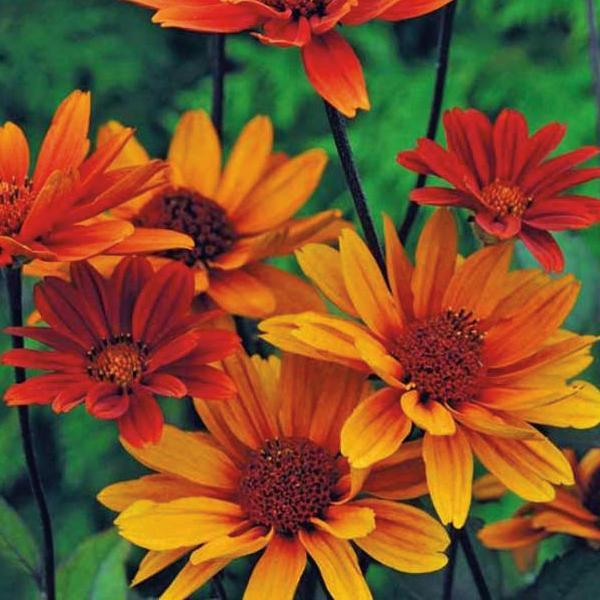 (Orange Sunflower) Heliopsis helianthoides var. scabra Bleeding Hearts from Swift Greenhouses