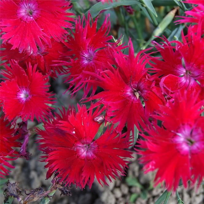 (Hybrid Pinks) Dianthus interspecific Supra™ Crimson from Swift Greenhouses