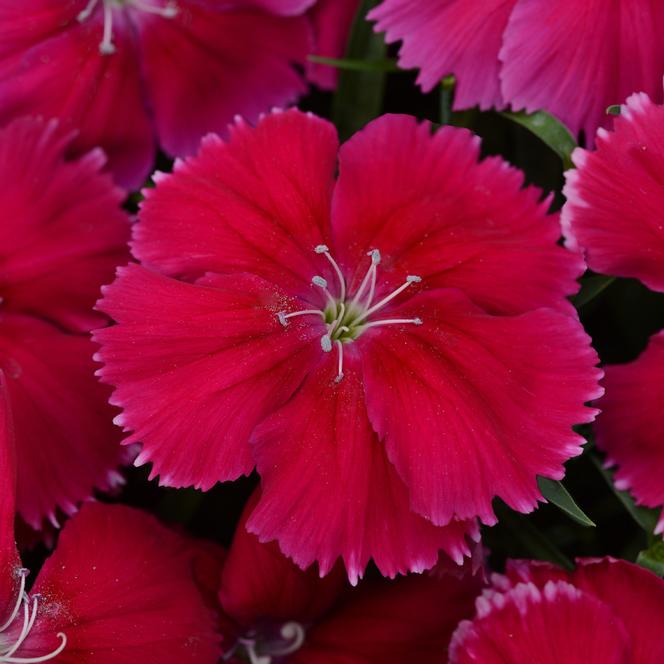 (China Pinks) Dianthus chinensis Coronet™ Cherry Red from Swift Greenhouses