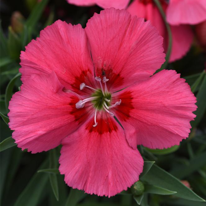 (China Pinks) Dianthus chinensis Coronet™ Salmon Red Eye from Swift Greenhouses