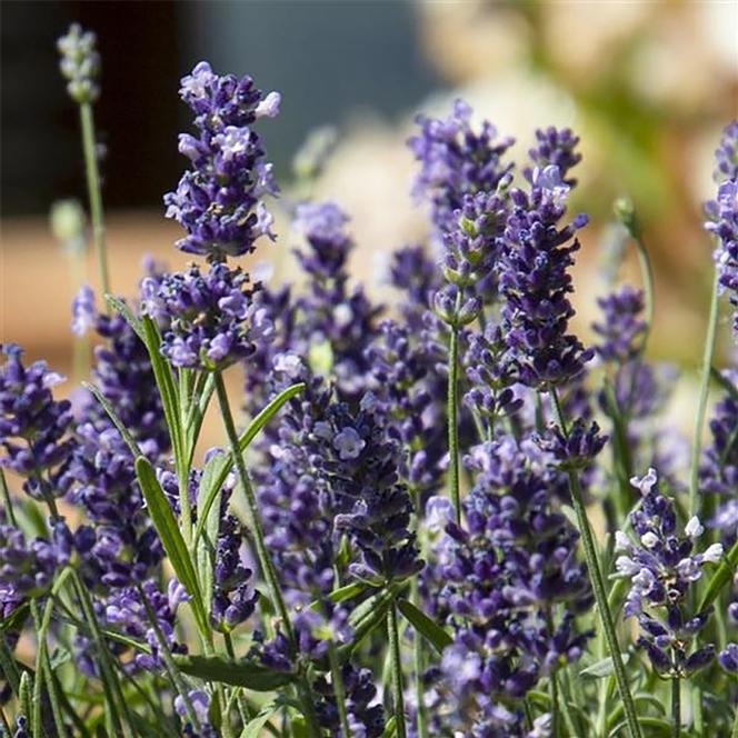 English Lavender Herb Perennial - Lavender Chill-Out from Swift Greenhouses