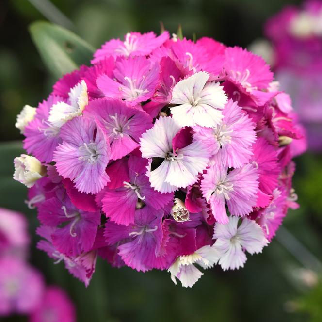 (Sweet William) Dianthus barbatus Amazon™ Lavender Magic from Swift Greenhouses