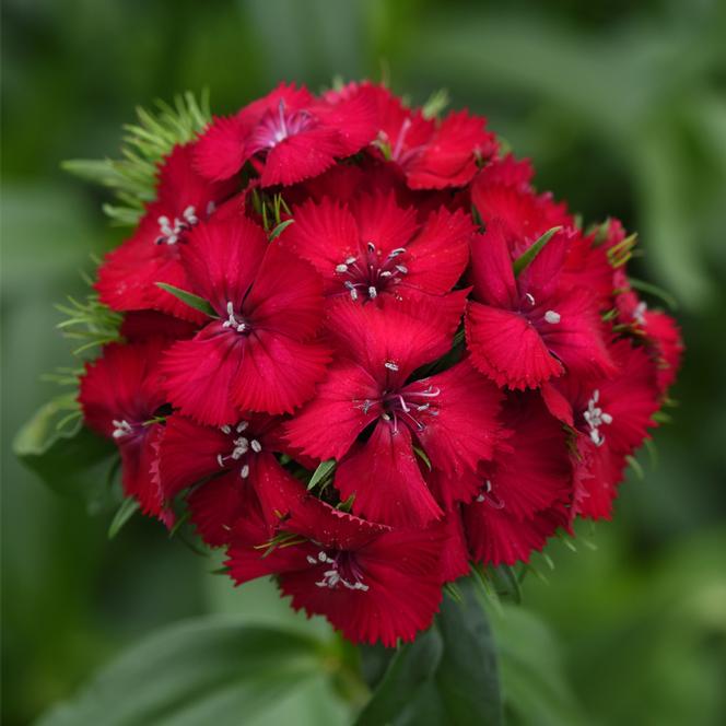 (Sweet William) Dianthus barbatus Sweet™ Cherry from Swift Greenhouses