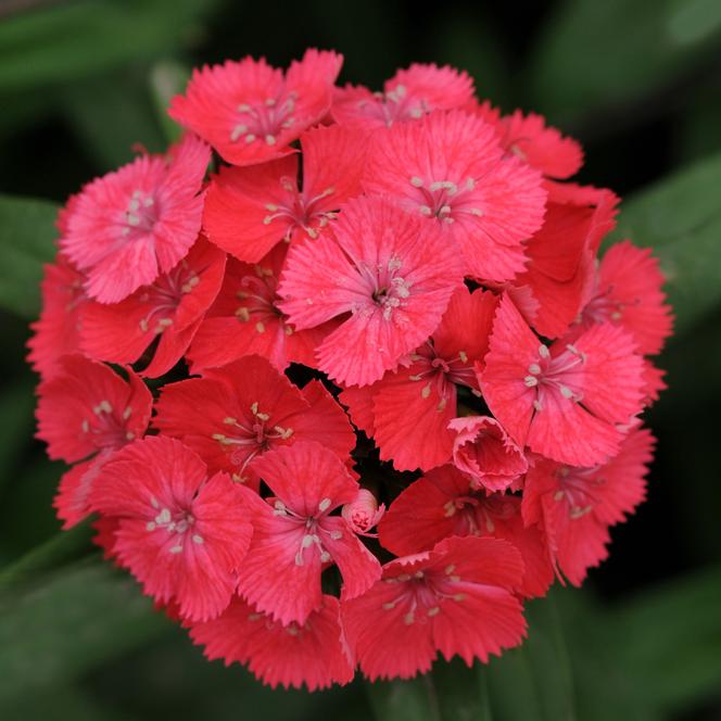 (Sweet William) Dianthus barbatus Sweet™ Coral from Swift Greenhouses