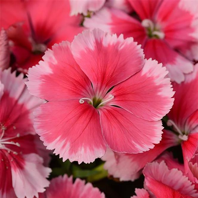 (China Pinks) Dianthus chinensis Coronet™ Strawberry from Swift Greenhouses
