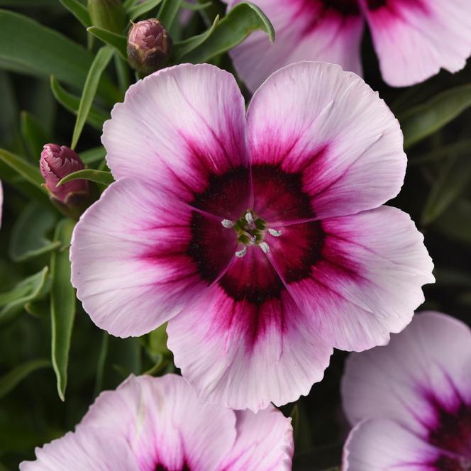 (China Pinks) Dianthus chinensis Coronet™ White Purple Eye from Swift Greenhouses