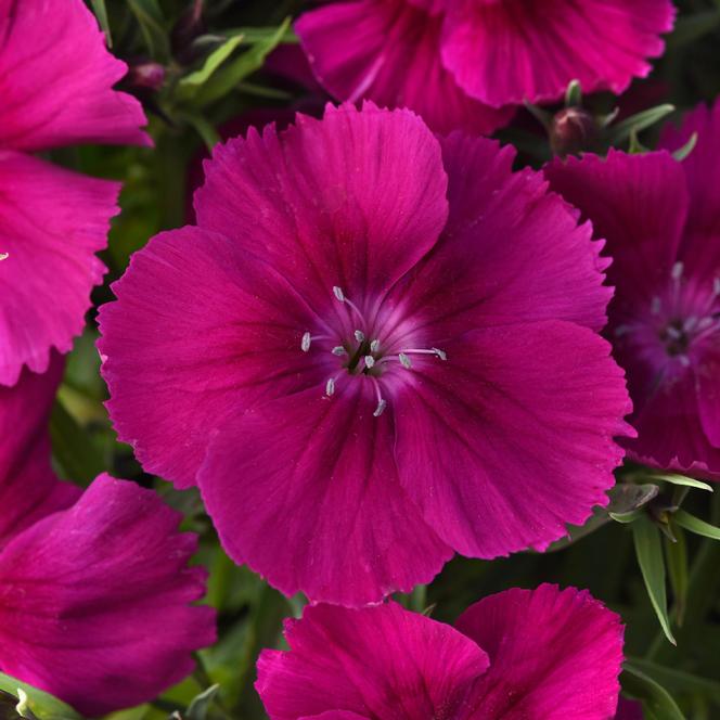 (China Pinks) Dianthus chinensis Coronet™ Purple from Swift Greenhouses