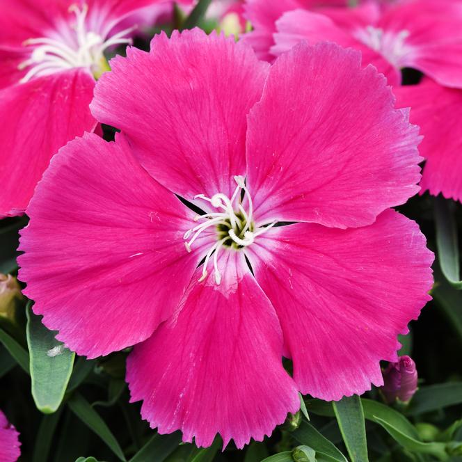 (China Pinks) Dianthus chinensis Coronet™ Rose from Swift Greenhouses