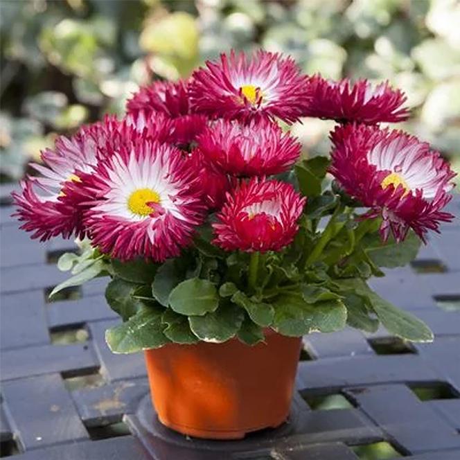 (English Daisy) Bellis perennis Bam Bam™ Red from Swift Greenhouses