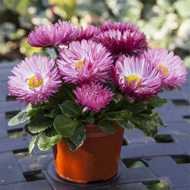 (English Daisy) Bellis perennis Bam Bam™ Rose from Swift Greenhouses