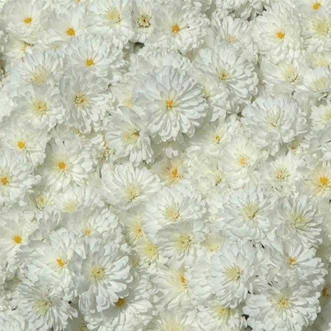 (Garden Mum) PP # 20,251 Chrysanthemum dendranthema Igloo Frosty from Swift Greenhouses