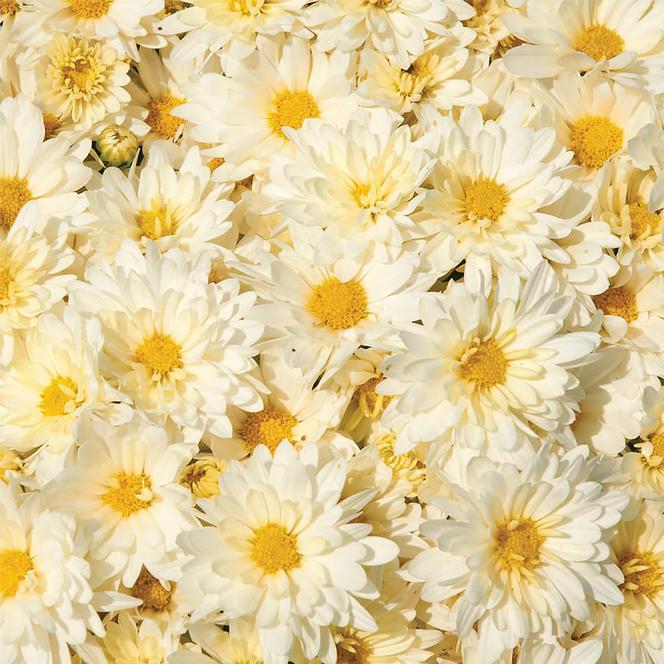 (Garden Mum) PP # 26,667 Chrysanthemum dendranthema Igloo Icicle from Swift Greenhouses