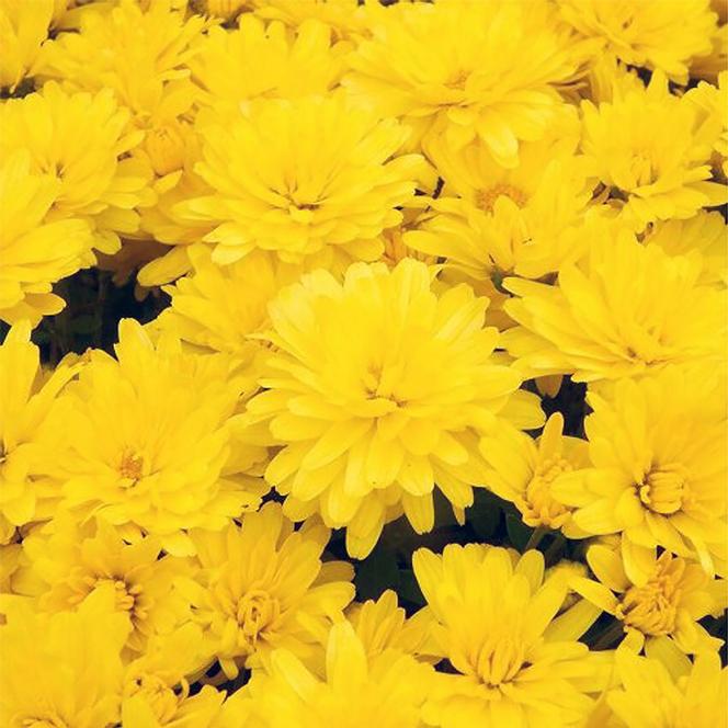 (Garden Mum) PP # 27,040 Chrysanthemum dendranthema Igloo Radiant from Swift Greenhouses