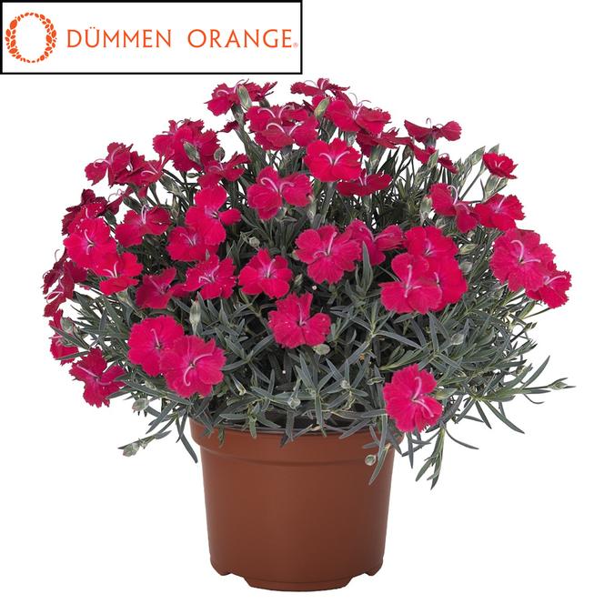 (Single Carnation) PPAF Dianthus caryophyllus Rock Ruby from Swift Greenhouses