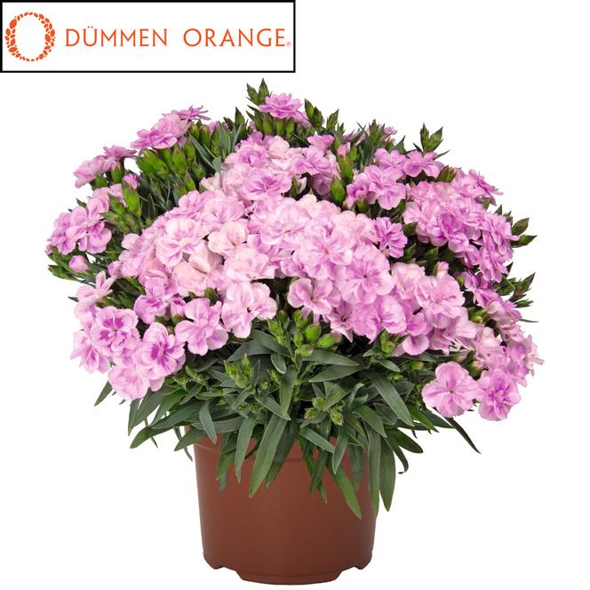 (Hybrid Pinks) PPAF Dianthus hybrid Peman Fancy Lilac from Swift Greenhouses