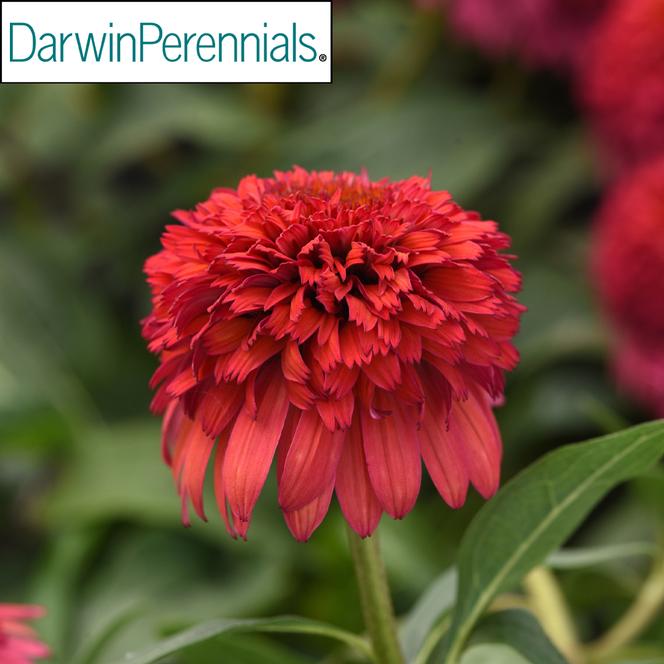 (Coneflower) PPAF Echinacea hybrid Double Scoop™ Raspberry Deluxe from Swift Greenhouses