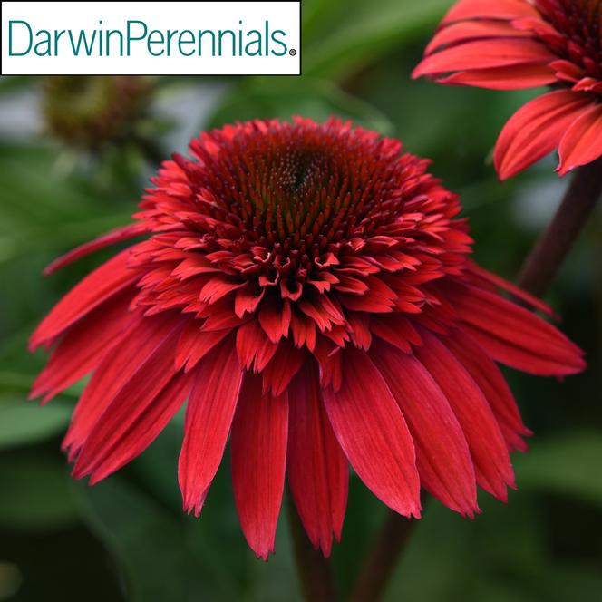 (Coneflower) PPAF Echinacea hybrid Double Scoop™ Strawberry Deluxe from Swift Greenhouses