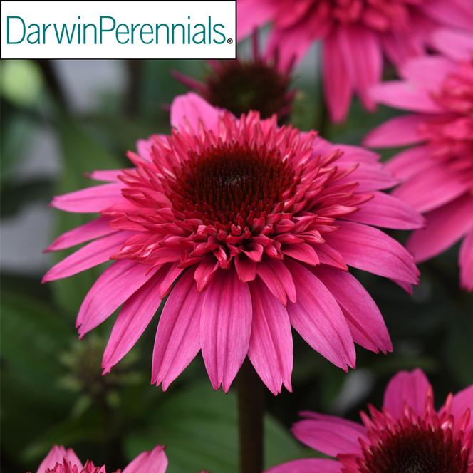 (Coneflower) PPAF Echinacea hybrid Double Scoop™ Watermelon Deluxe from Swift Greenhouses