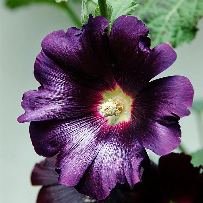 (Hollyhock) Hollyhock Alcea rosea Spotlight™ Purple Rain from Swift Greenhouses