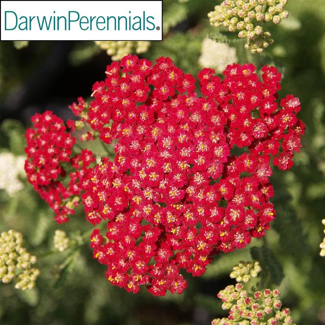 (Yarrow) PP # 25,618 Achillea millefolium New Vintage™ Red from Swift Greenhouses