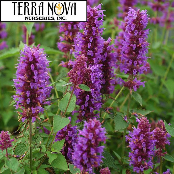 (Hyssop) PP # 24,050 Agastache hybrid Blue Boa from Swift Greenhouses