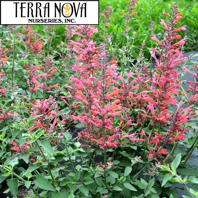 (Hyssop) PP # 25,613 Agastache hybrid Kudos™ Coral from Swift Greenhouses