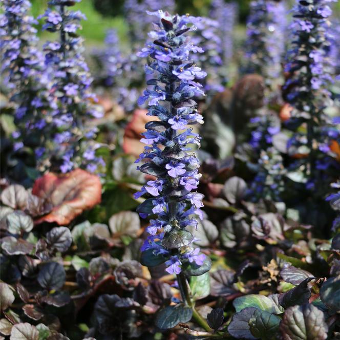 (Bugleweed) Ajuga reptans Catlin's Giant from Swift Greenhouses