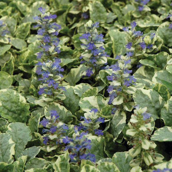 (Bugleweed) Ajuga reptans Silver Variegated from Swift Greenhouses