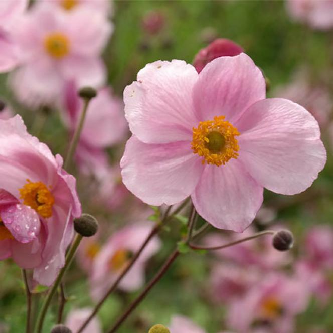 (Wind Flower) Anemone hupehensis Pink Saucer from Swift Greenhouses