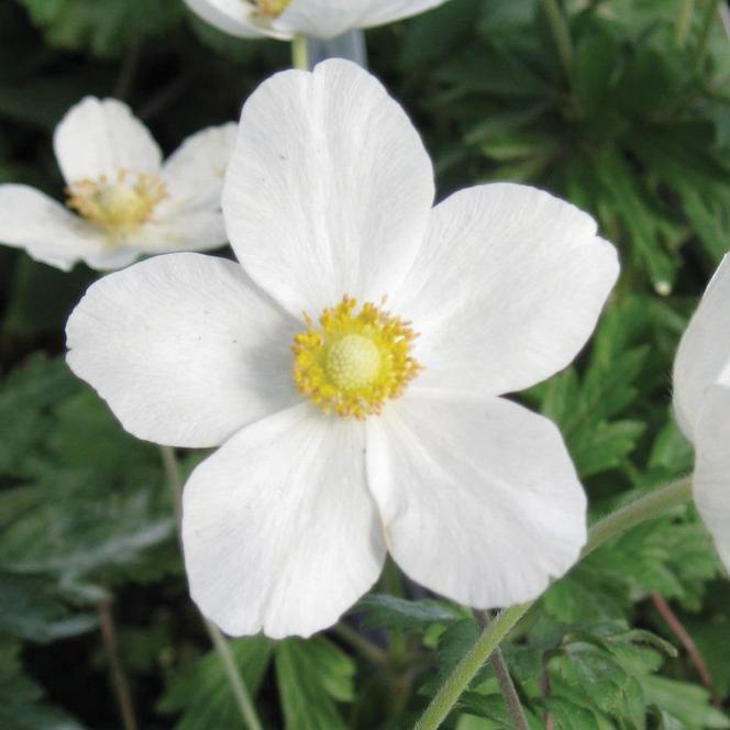 (Wind Flower) Anemone sylvestris from Swift Greenhouses