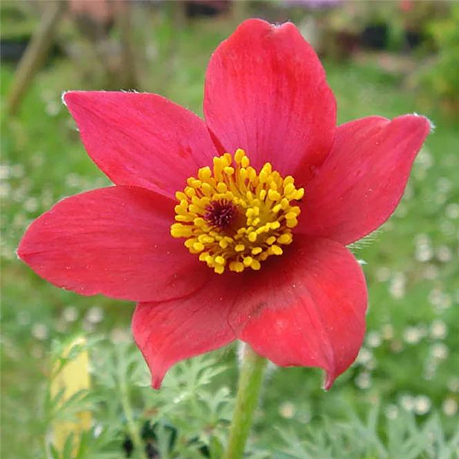 (Red Pasque Flower) Anemone pulsatilla vulgaris Rubra from Swift Greenhouses