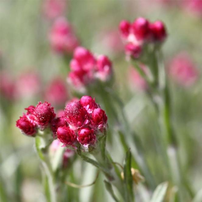 (Red Pussytoes) Antennaria dioica Rubra from Swift Greenhouses