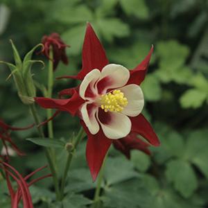 (Columbine) Aquilegia caerulea Crimson Star from Swift Greenhouses