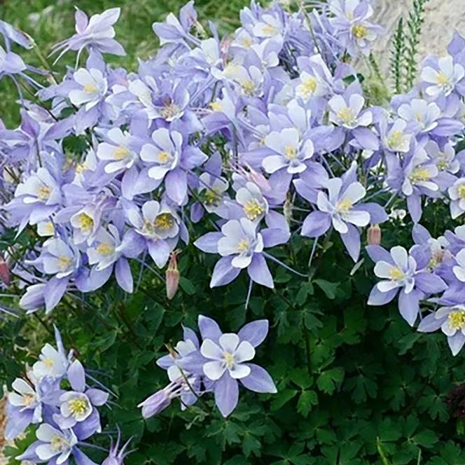 (Columbine) Aquilegia caerulea Rocky Mountain Blue from Swift Greenhouses