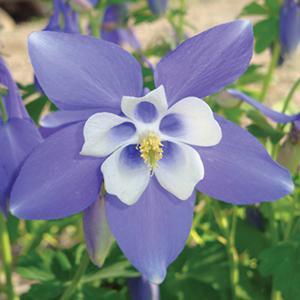 (Columbine) Aquilegia hybrida Spring Magic® Blue & White from Swift Greenhouses