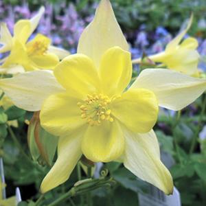 (Columbine) Aquilegia hybrida Spring Magic Yellow from Swift Greenhouses