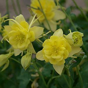 (Columbine) Aquilegia caerulea Sunshine from Swift Greenhouses