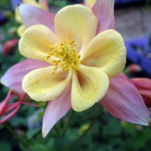 (Columbine) Aquilegia hybrida Swan Pink And Yellow from Swift Greenhouses