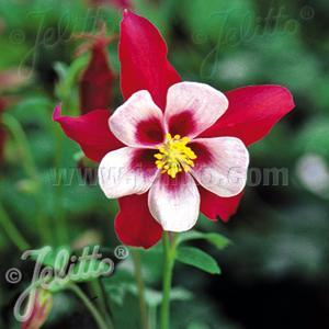 (Columbine) Aquilegia hybrida Swan Red And White from Swift Greenhouses