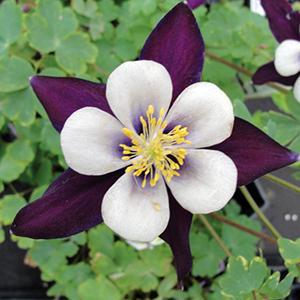 (Columbine) Aquilegia hybrida Swan Violet And White from Swift Greenhouses