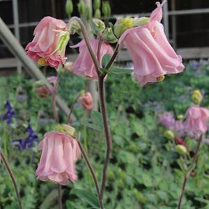 (Columbine) Aquilegia vulgaris Carol Ann from Swift Greenhouses