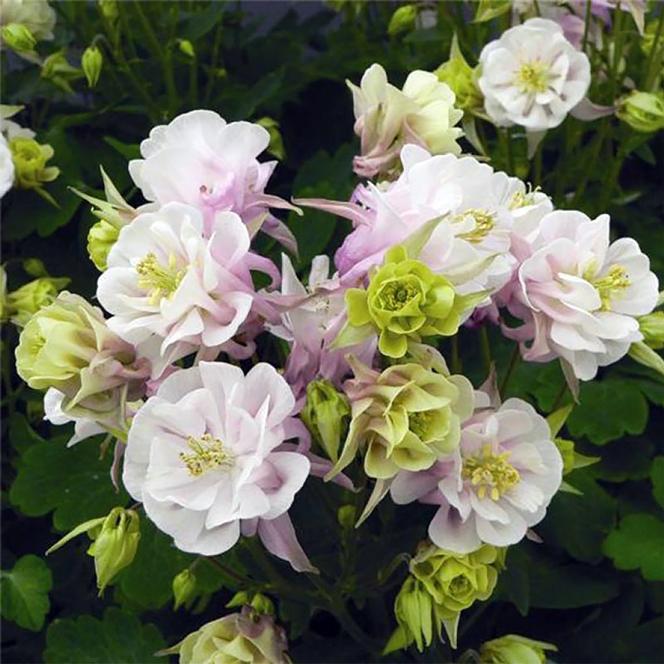 (Columbine) Aquilegia vulgaris Winky Double Rose - White from Swift Greenhouses
